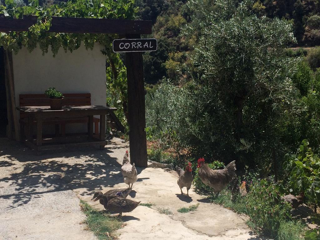 Cortijo La Solana Guest House Guejar Sierra Exterior photo